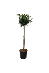 Portugiesischer Lorbeer Prunus Titan ®