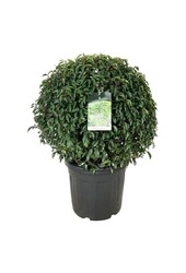 Portugiesischer Lorbeer Prunus Angustifolia