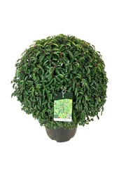 Portugiesischer Lorbeer Prunus Angustifolia