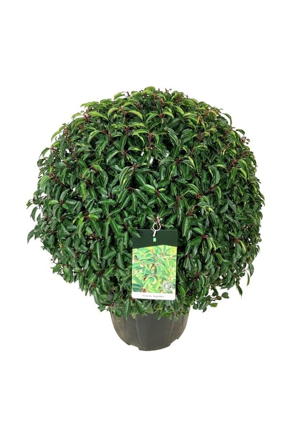 Portugiesischer Lorbeer Prunus Angustifolia