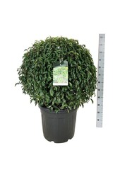 Portugiesischer Lorbeer Prunus Angustifolia