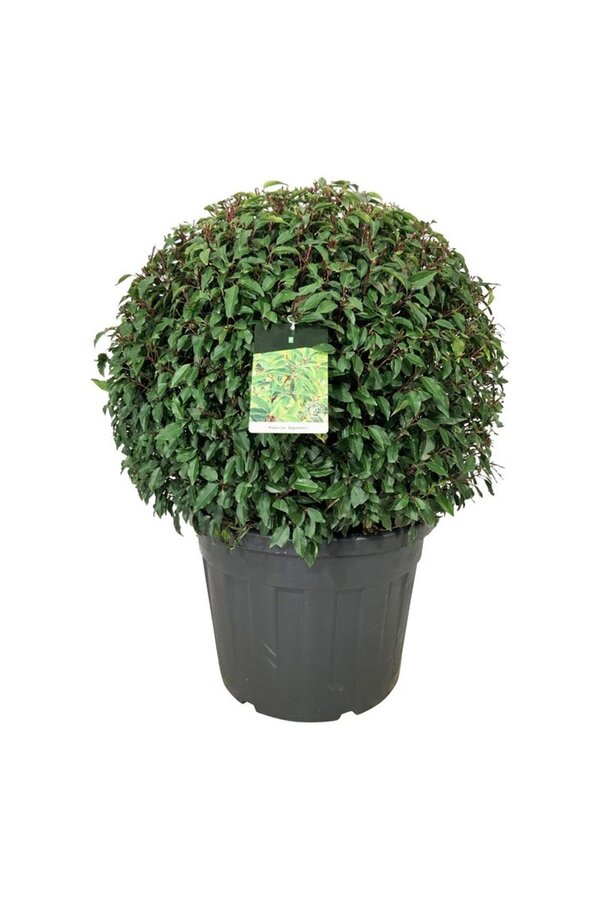 Portugiesischer Lorbeer Prunus Angustifolia