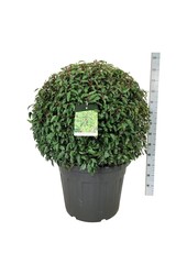 Portugiesischer Lorbeer Prunus Angustifolia