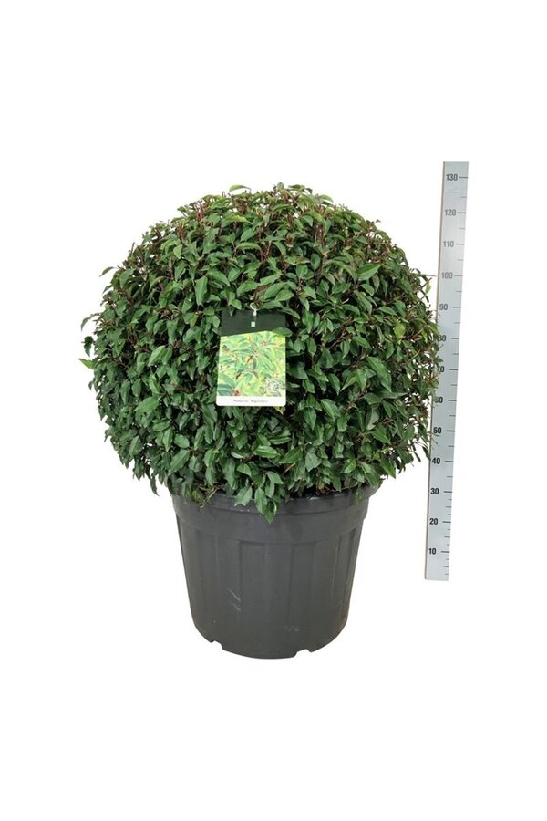 Portugiesischer Lorbeer Prunus Angustifolia