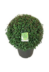 Portugiesischer Lorbeer Prunus Angustifolia