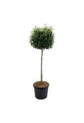 Portugiesischer Lorbeer Prunus Angustifolia