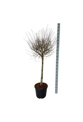 Flieder Syringa BLOOMERANG® Pink Perfume