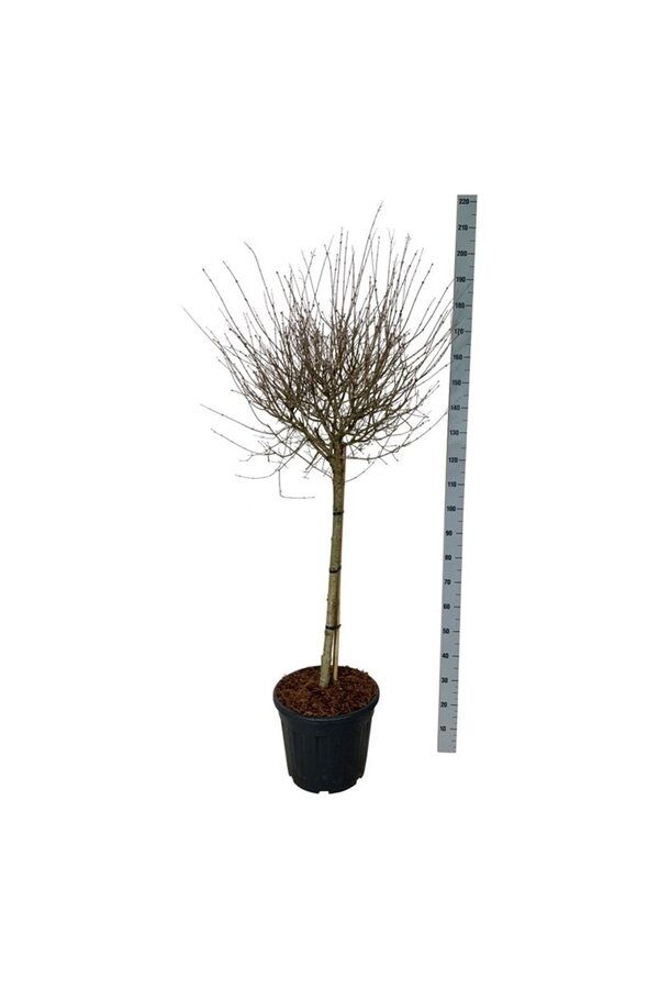 Flieder Syringa BLOOMERANG® Pink Perfume