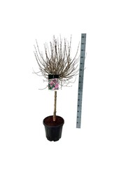 Flieder Syringa meyeri Palibin