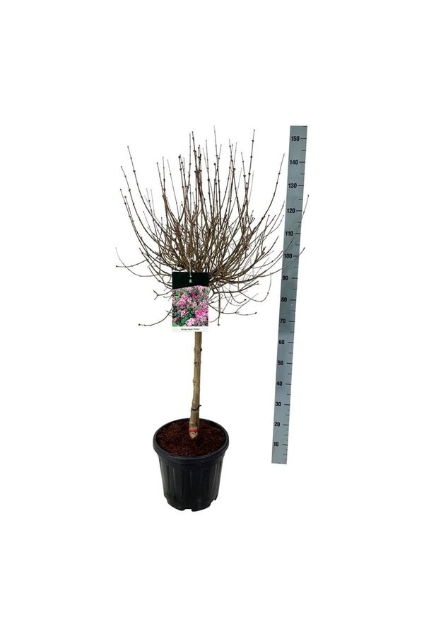 Flieder Syringa meyeri Palibin