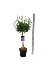 Flieder Syringa meyeri Palibin