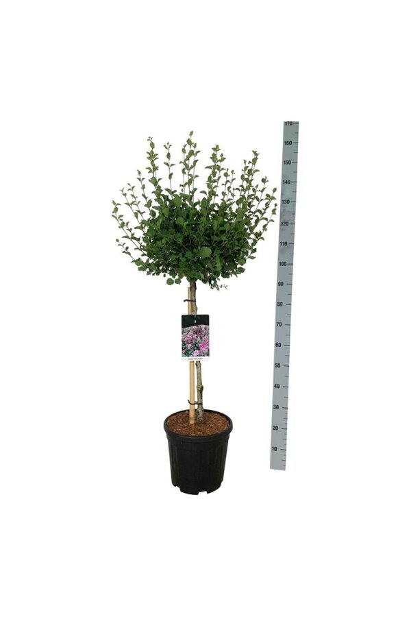 Flieder Syringa meyeri Palibin