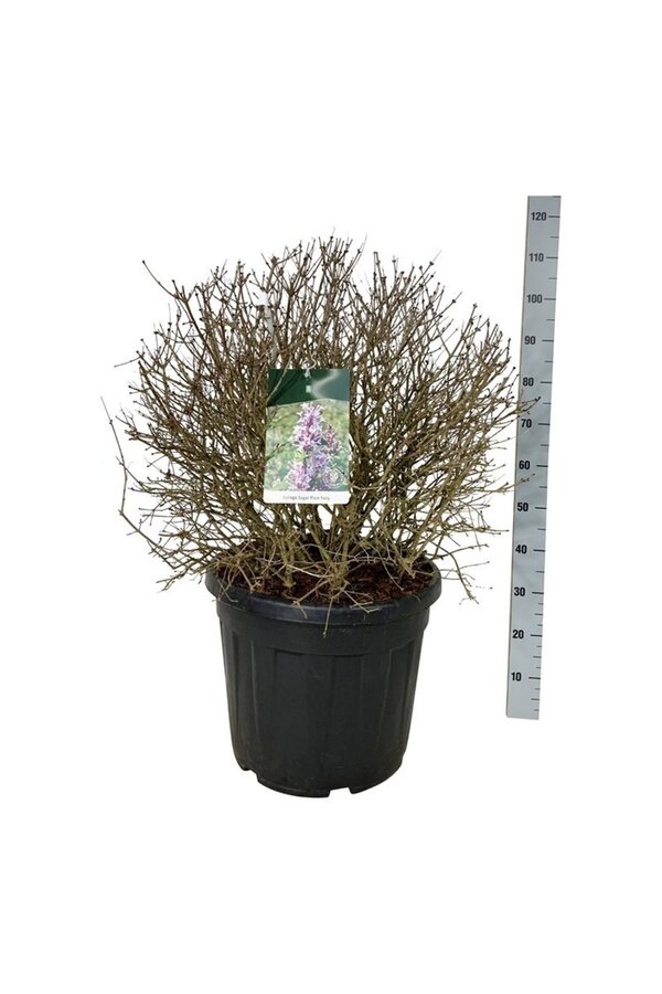 Flieder Syringa Sugar Plum Fairy