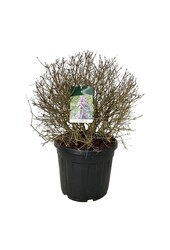 Flieder Syringa Sugar Plum Fairy