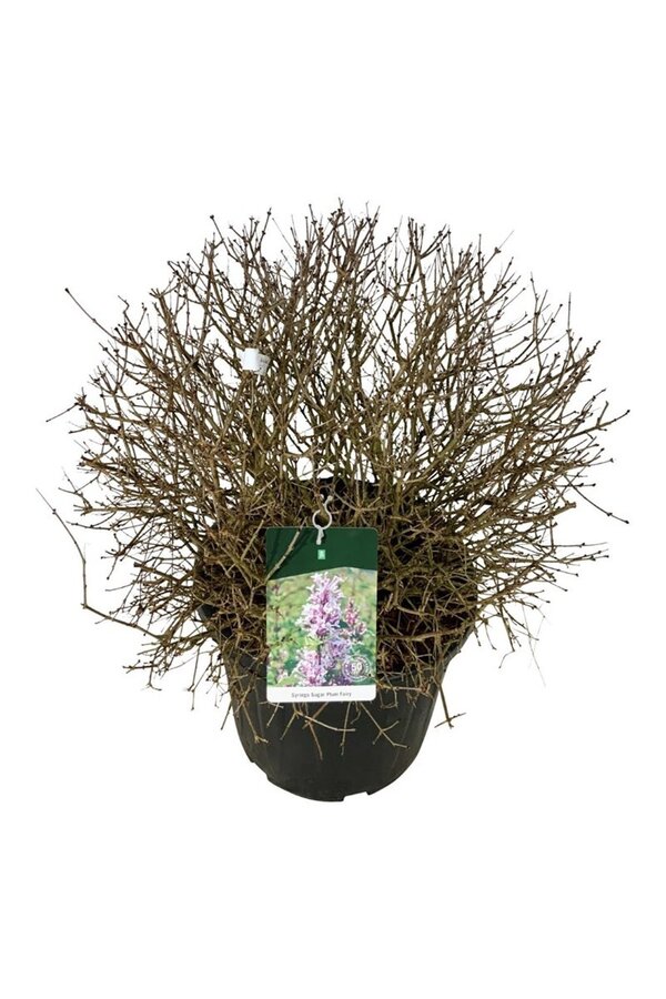 Flieder Syringa Sugar Plum Fairy