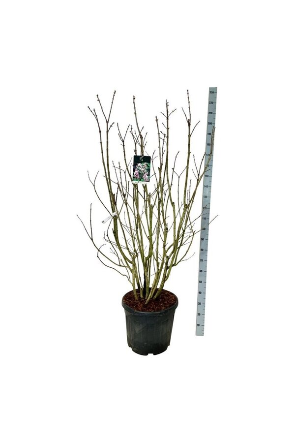 Flieder Syringa Beauty of Moscow