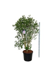 Flieder Syringa Charles Joly