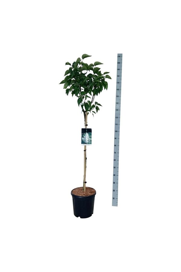 Flieder Syringa Mme Lemoine