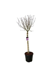 Flieder Syringa Sensation