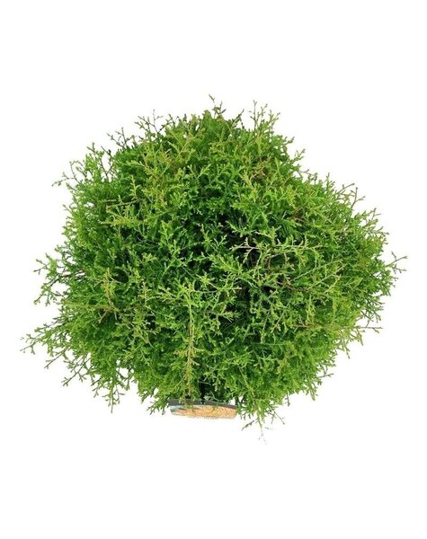 Thuja