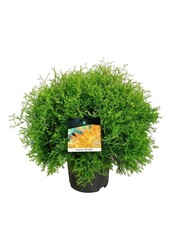 Konifere Thuja Fire Chief