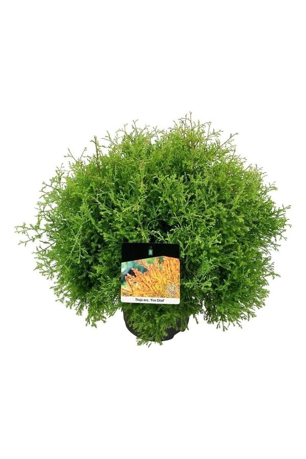 Konifere Thuja Fire Chief
