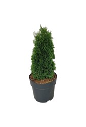 Konifere Thuja Maks