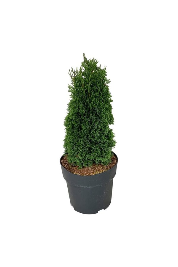 Konifere Thuja Maks