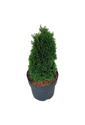 Konifere Thuja Maks