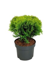 Konifere Thuja Mirjam