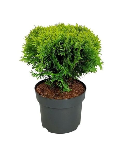 Thuja