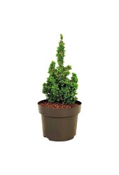 Konifere Thuja Primo