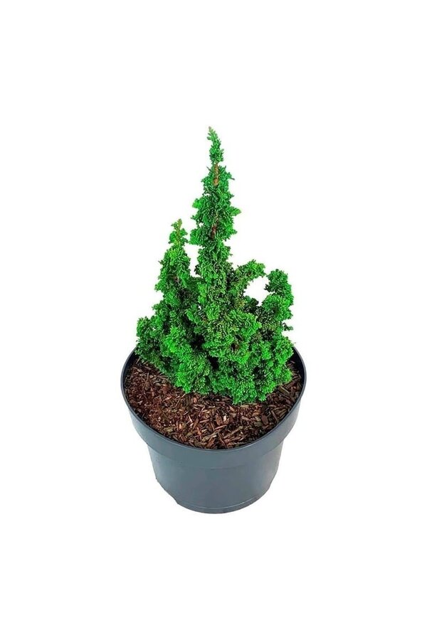 Konifere Thuja Primo