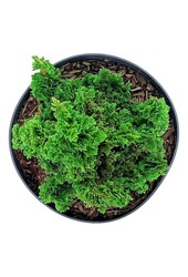 Konifere Thuja Primo