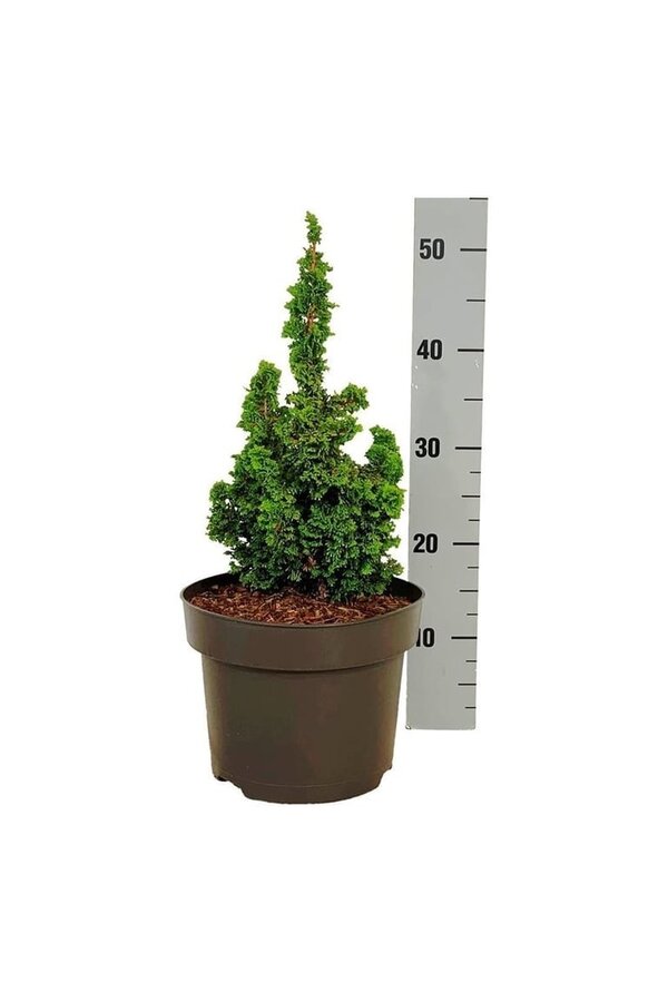 Konifere Thuja Primo