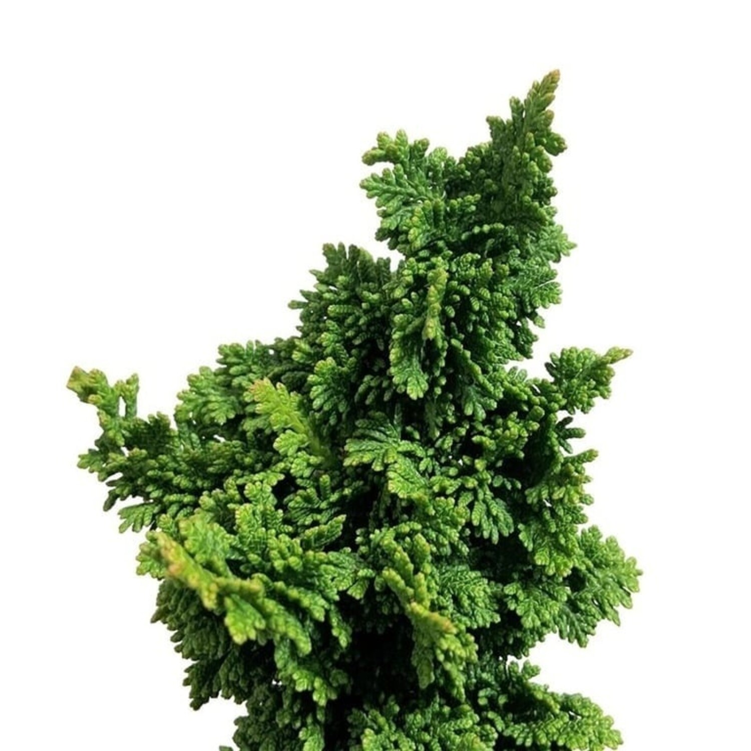 algenkalk für thuja Algenkalk in BIO-Qualität für Schildkröten – Schildkröten.de main image 0