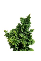 Konifere Thuja Primo