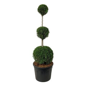 Ihre Koniferen-Kunstpflanze online bestellen? - www.fleurdirect.com