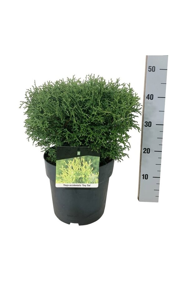Konifere Thuja Tiny Tim