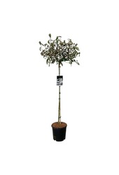 Schneeball Viburnum Eskimo