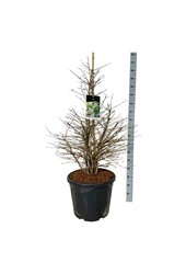 Schneeball Viburnum Molly Schroeder