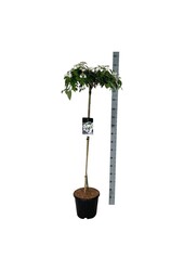 Schneeball Viburnum Watanabe