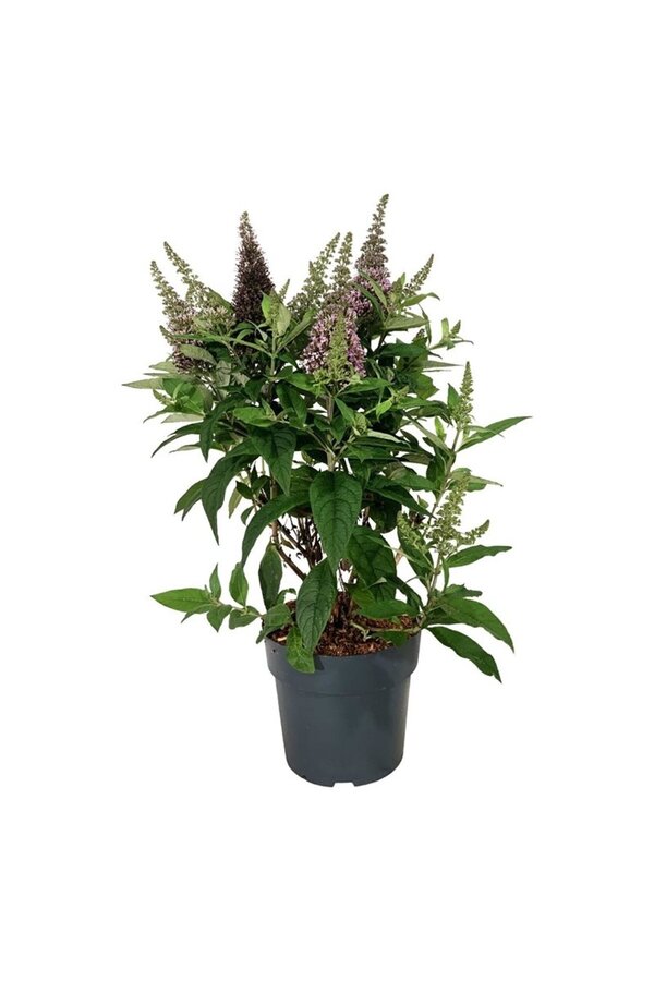 Schmetterlingsflieder Buddleja B. Candy Little Cerise