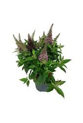 Schmetterlingsflieder Buddleja B. Candy Little Cerise