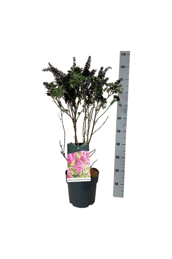 Schmetterlingsflieder Buddleja B. Candy Little Cerise