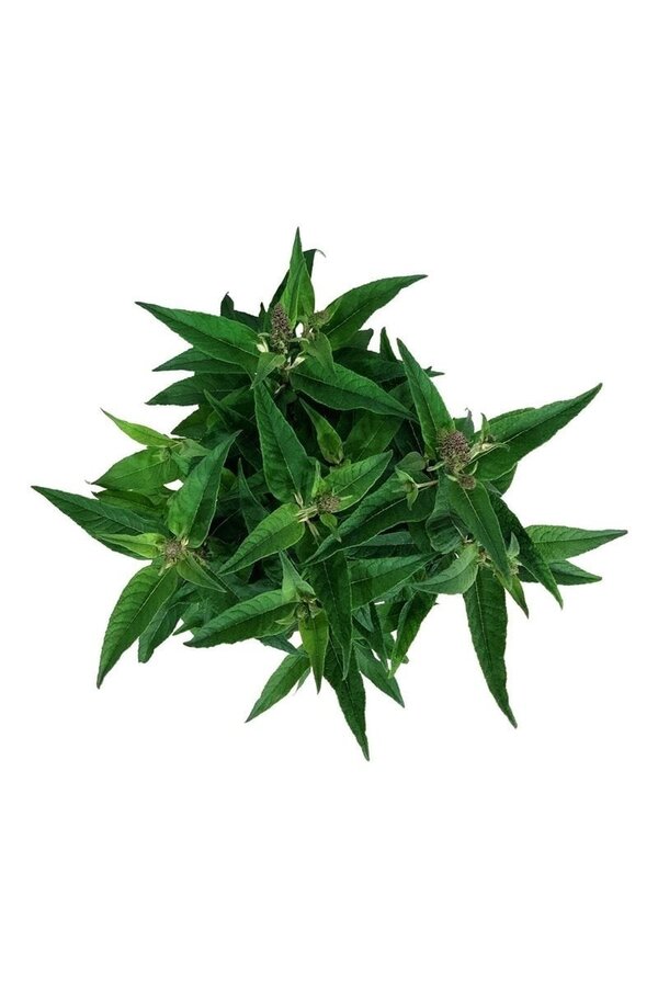 Schmetterlingsflieder Buddleja B. Candy Little Pink