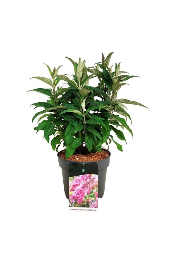 Schmetterlingsflieder Buddleja B. Candy Little Pink