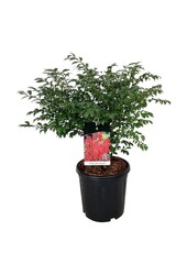 Pfaffenhütchen Euonymus alatus Compactus