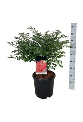 Pfaffenhütchen Euonymus alatus Compactus