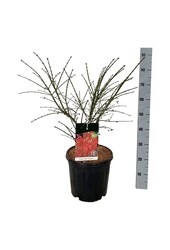 Pfaffenhütchen Euonymus alatus Compactus